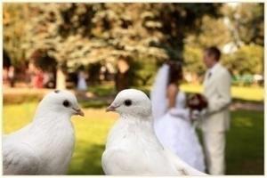 Свадебный голуби на свадьбу в туле
