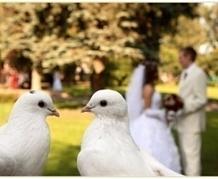 Свадебный голуби на свадьбу в туле